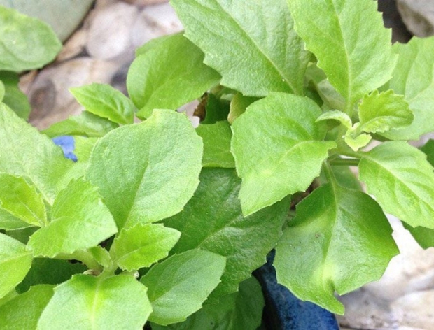 Cây Bầu Đất - Thảo Dược Quý Từ Thiên Nhiên