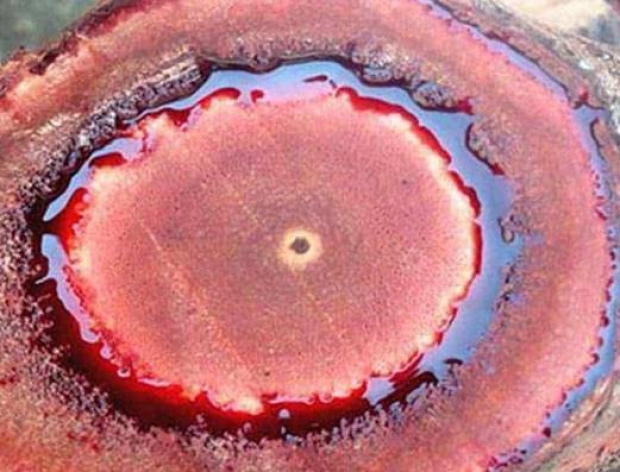 Cây Cỏ Máu (Kê Huyết Đằng): Bí Ẩn Dược Liệu Quý Từ Rừng Sâu