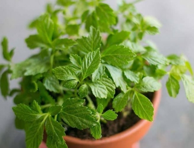 Giảo Cổ Lam: Bí Quyết Tự Nhiên Cho Sức Khỏe Vàng