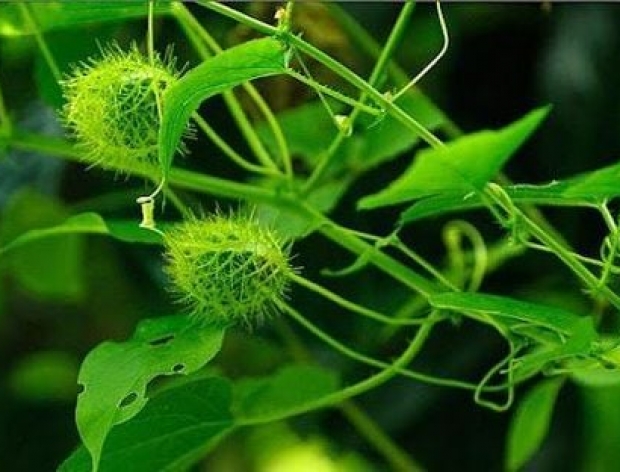 Cây Lạc Tiên – “Thảo dược an thần” của thiên nhiên