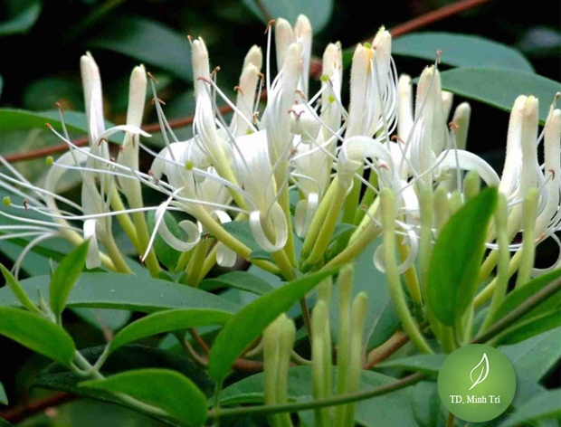 Trà Sơn Mật Hồng Sâm – Thức Uống Tuyệt Vời Cho Sức Khỏe và Sắc Đẹp